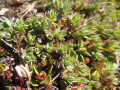 Pimelea oreophila lepta
