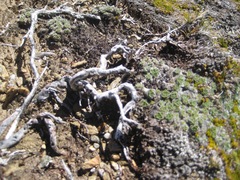 Myosotis pulvinaris