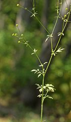 Ranunculus tachiroi