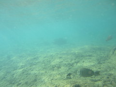 Acanthurus leucopareius