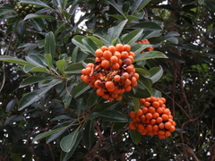 Pittosporum pentandrum
