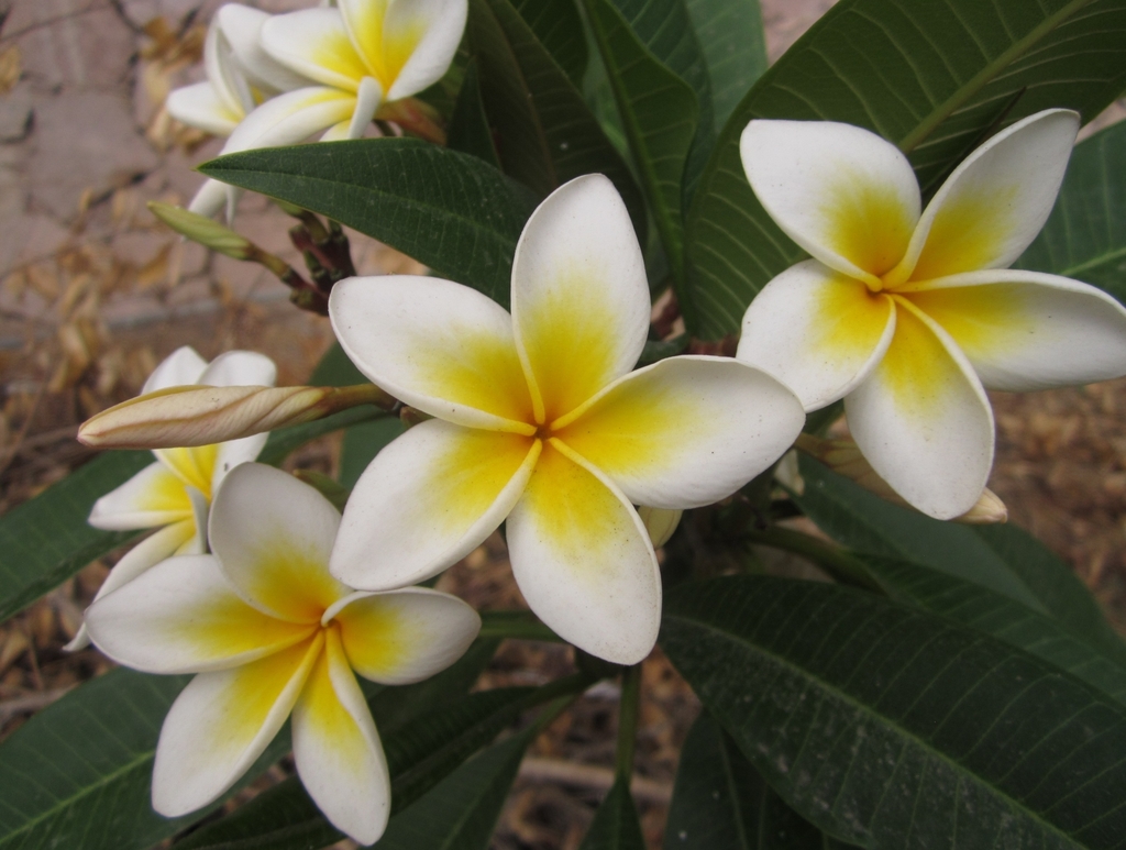 鸡蛋花 (西双版纳常见植物图鉴) · iNaturalist