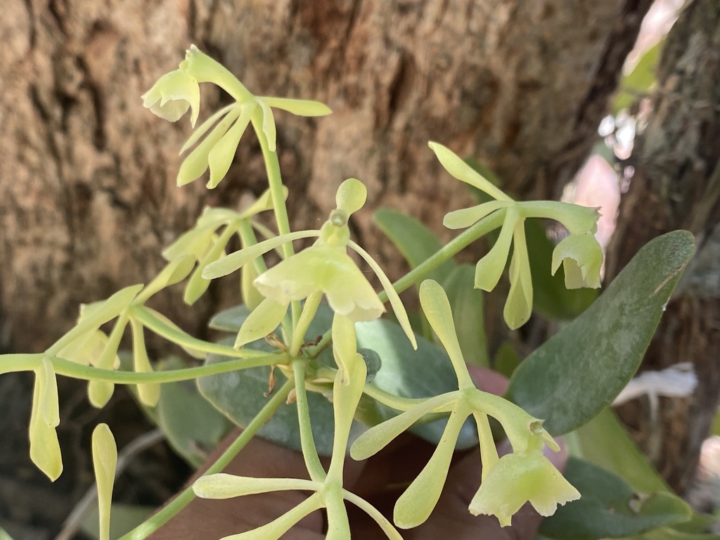Epidendrum chlorocorymbos Schltr. 4