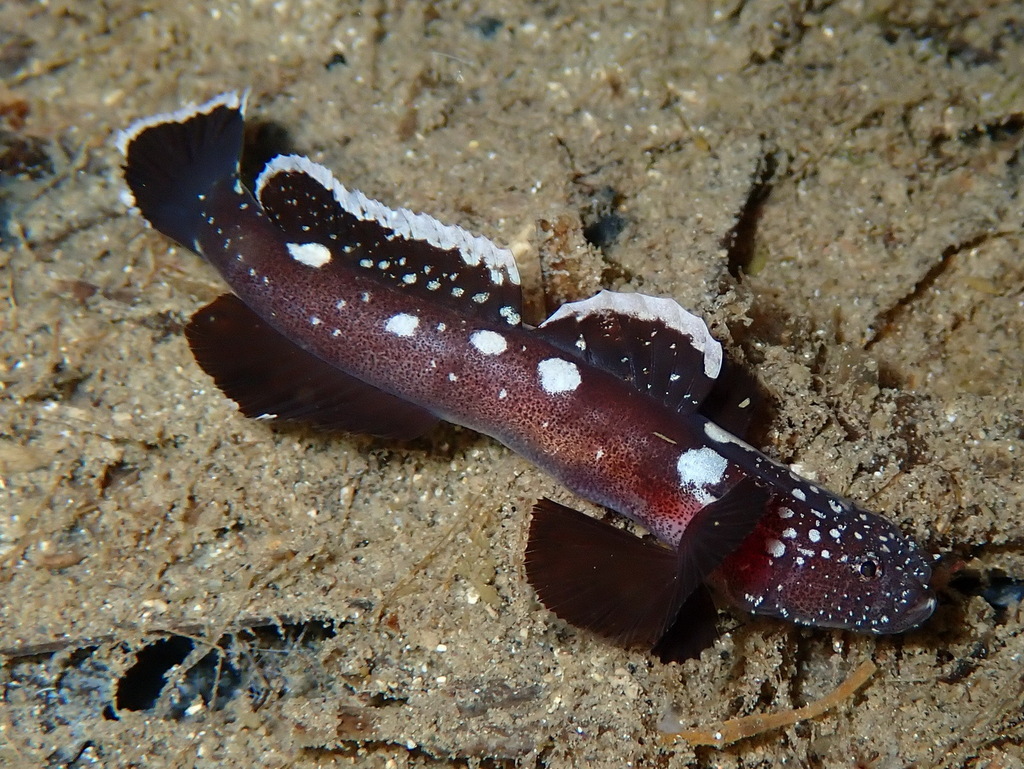 Andromeda Goby