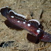 Didogobius schlieweni - Photo (c) Sylvain Le Bris, some rights reserved (CC BY-NC), uploaded by Sylvain Le Bris