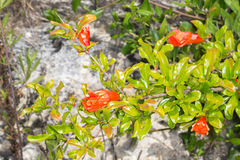 Punica granatum