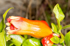 Punica granatum