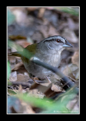 Arremonops chloronotus