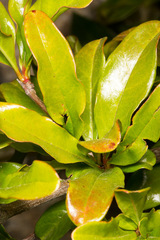 Punica granatum