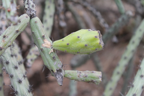 Thurber's Cholla