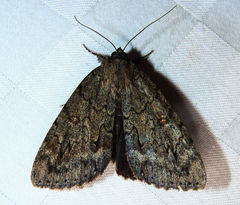 Catocala residua