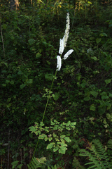 Actaea simplex