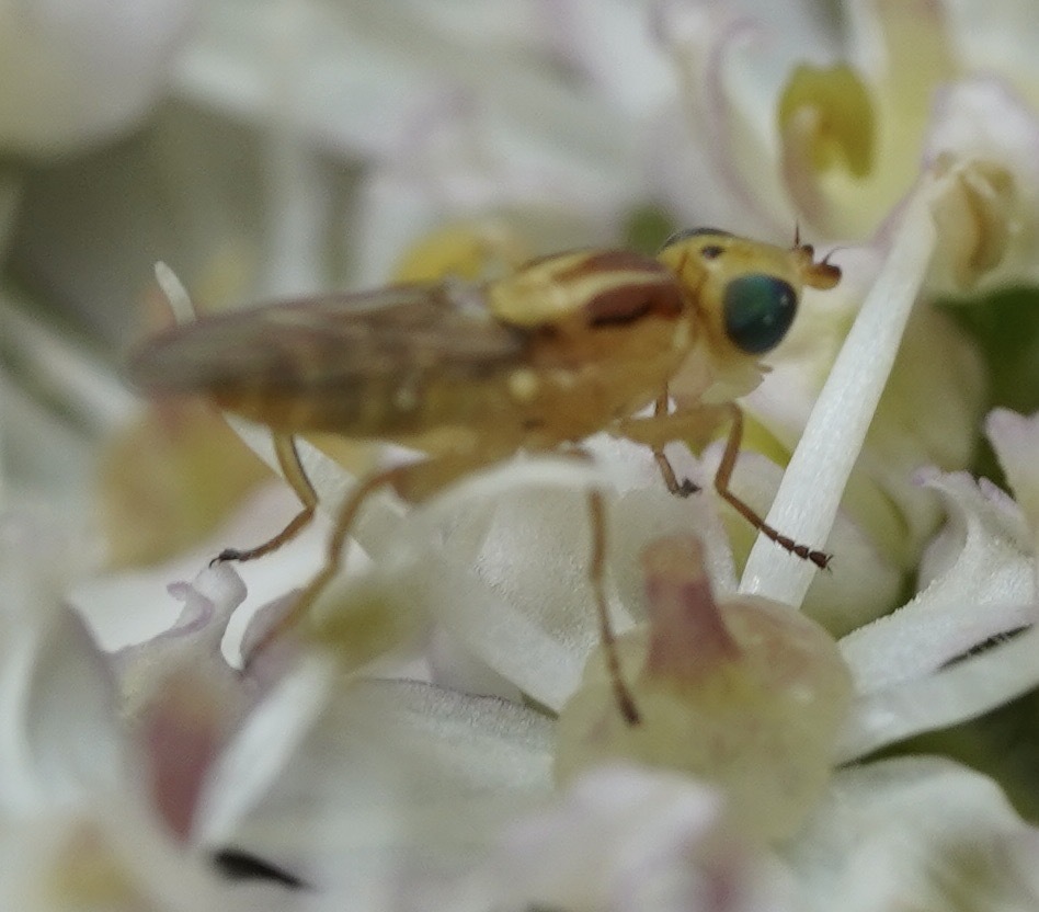 Meromyza saltatrix