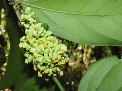 Securidaca calophylla
