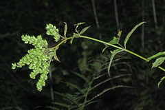 Actaea simplex