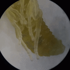 Ceratulus spectabilis