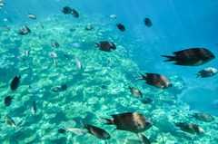 Acanthochromis polyacanthus