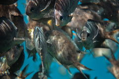 Acanthochromis polyacanthus
