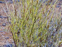 Ephedra trifurca