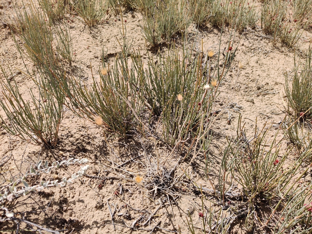 Ephedra intermedia from Каратальский район, Казахстан on August 15 ...