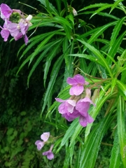 Erysimum bicolor