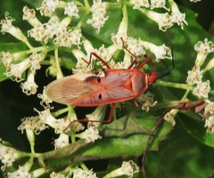 Dysdercus evanescens