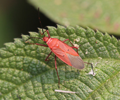 Dysdercus evanescens