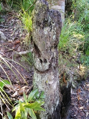 Dicksonia fibrosa