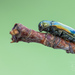 Metallic Wood-boring Beetle - Photo (c) Ralph Martin, some rights reserved (CC BY-NC-ND), uploaded by Ralph Martin