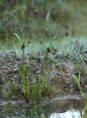 Cyperus orthostachyus