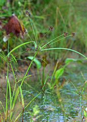 Cyperus orthostachyus