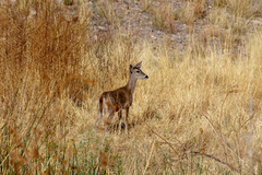 Odocoileus virginianus carminis