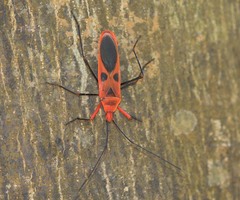 Macrocheraia grandis