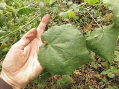 Abutilon divaricatum