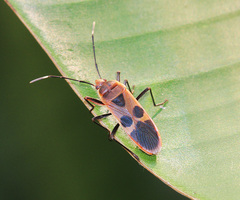 Physopelta dembickyi