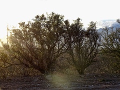 Condalia warnockii