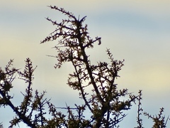 Condalia warnockii
