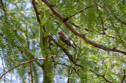 Leiothlypis luciae