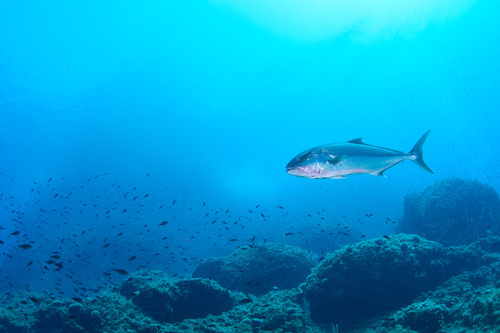 Greater amberjack