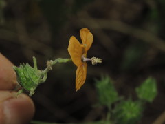 Abutilon divaricatum