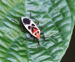 Physopelta albofasciata