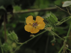 Abutilon divaricatum