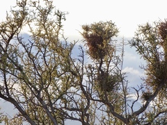 Condalia warnockii