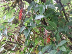 Schisandra arisanensis