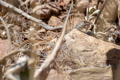 Aspidoscelis scalaris