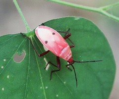 Probergrothius nigricornis
