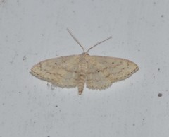 Scopula benitaria
