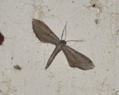 Euacidalia brownsvillea