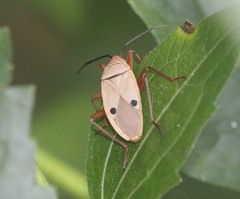 Probergrothius nigricornis