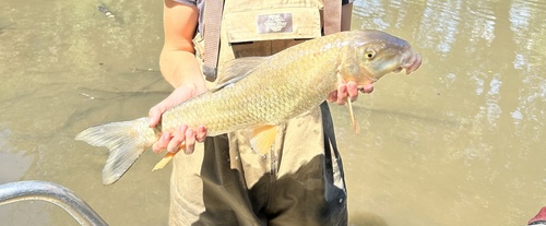 Silver redhorse (Moxostoma anisurum) — Catostomidae — 4